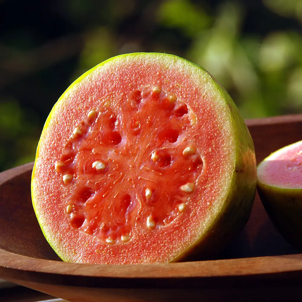 Fruta Goiaba - Tribe Açaí